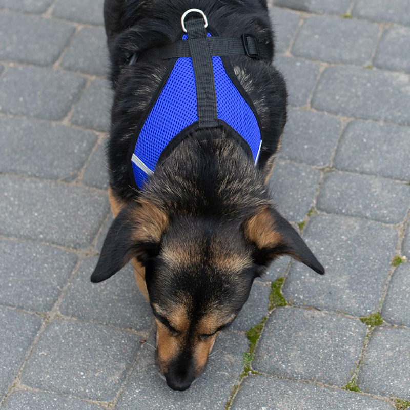 Szelki bezuciskowe spacerowe regulowane odblask dla psa kota + smycz rozmiar XL - obrazek 7