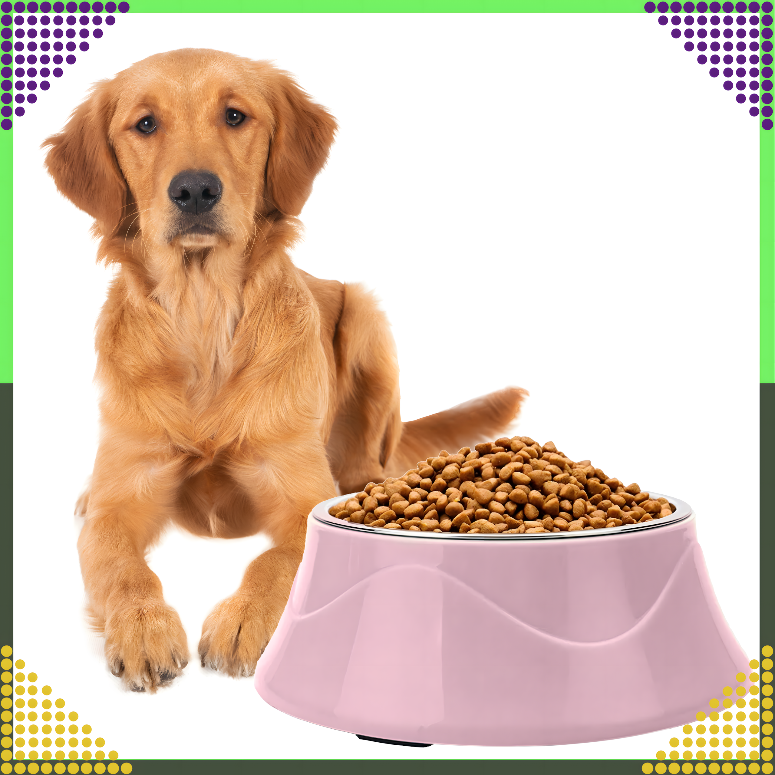 Podwójna Miska dla Psa Kota Metalowa 2w1 na Karmę Suchą Mokrą i Wodę - obrazek 11