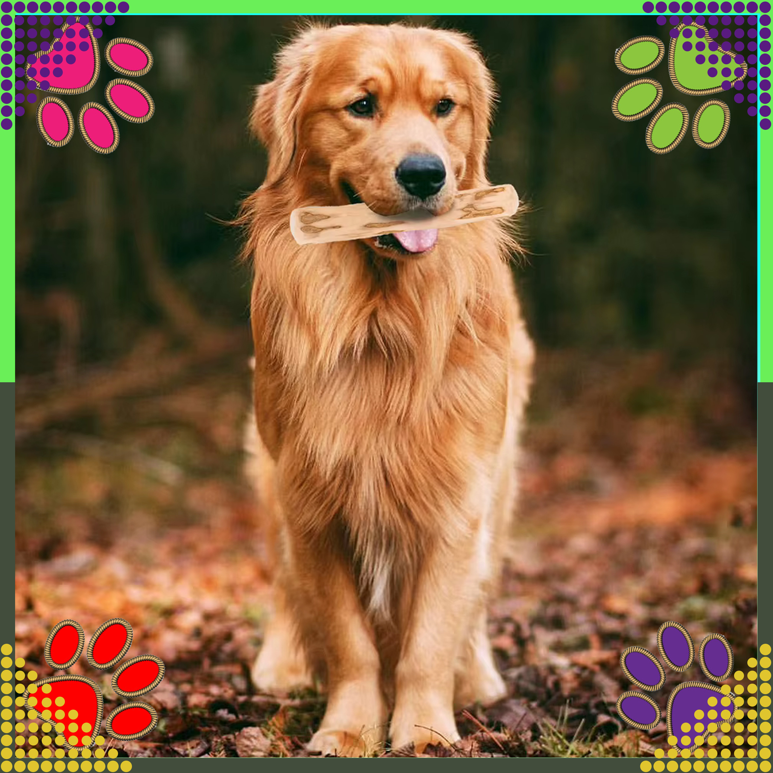 Patyk Gryzak z Drzewa Drewna Naturalny dla Psa Wytrzymały Zabawka 14x2cm - obrazek 9