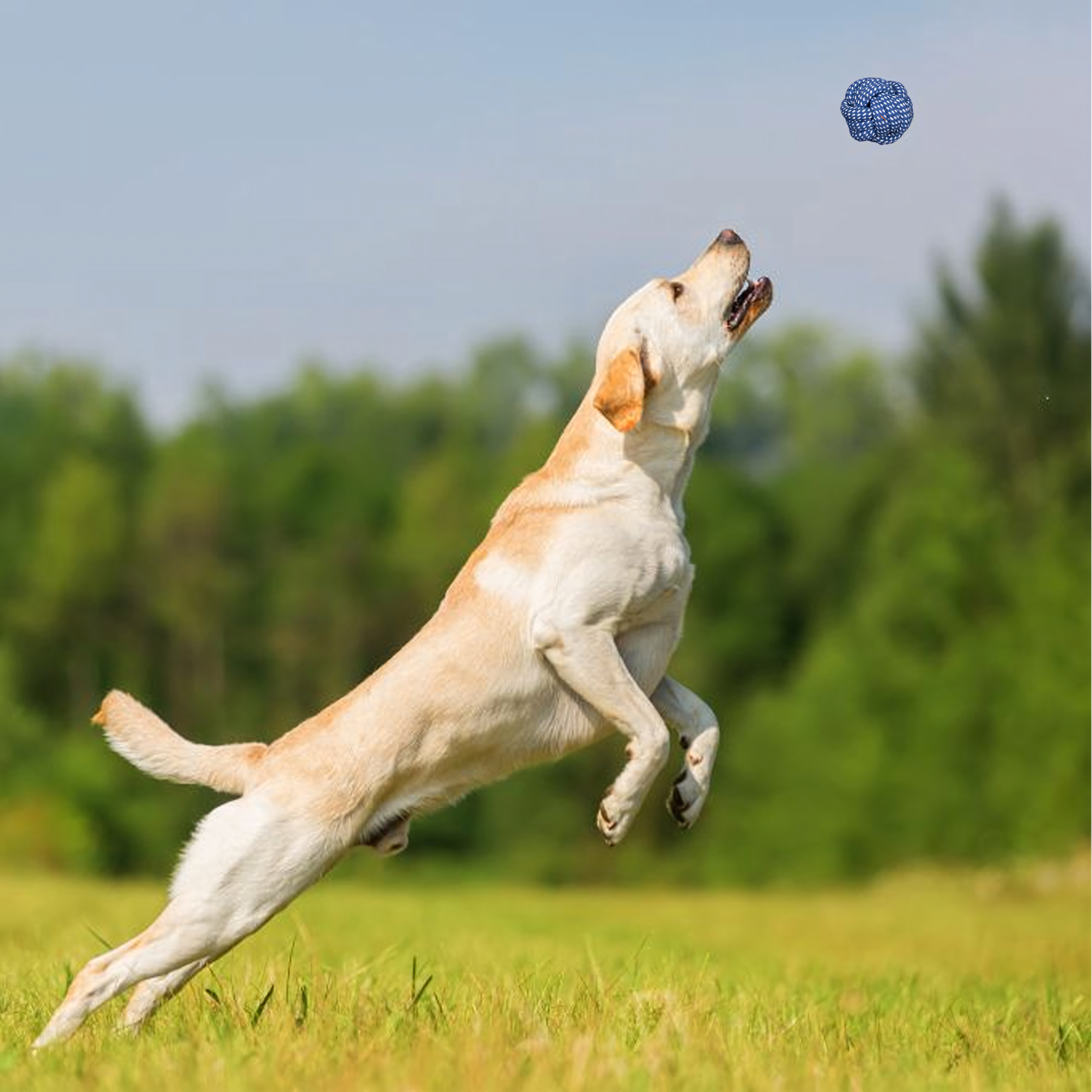 Zestaw Zabawek Szarpaków dla PSa Szarpaki Gryzaki Gryzak 8 szt Sznur Dysk - obrazek 3