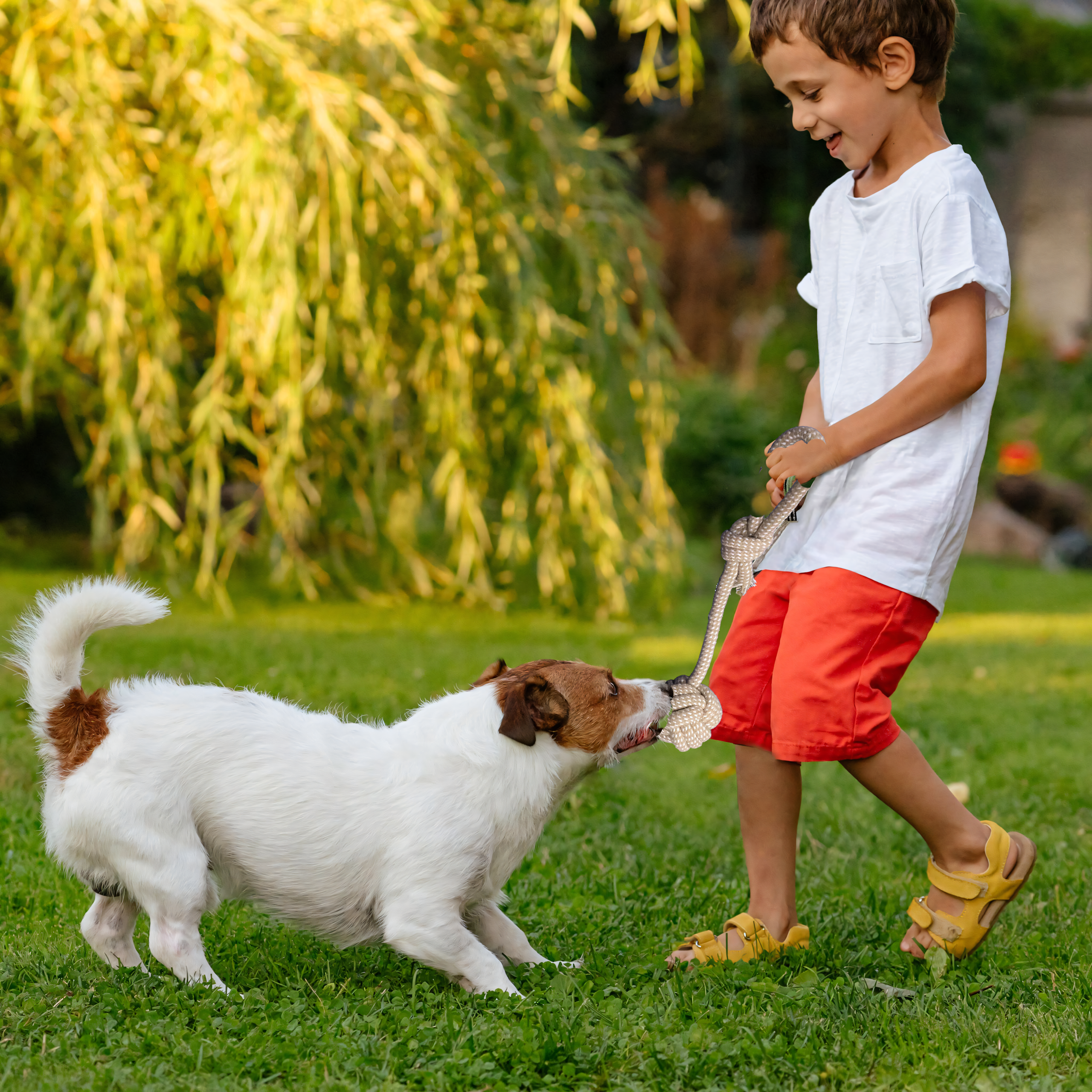 Zestaw Zabawek Szarpaków dla PSa Szarpaki Gryzaki Gryzak 8 szt Sznur Dysk - obrazek 4
