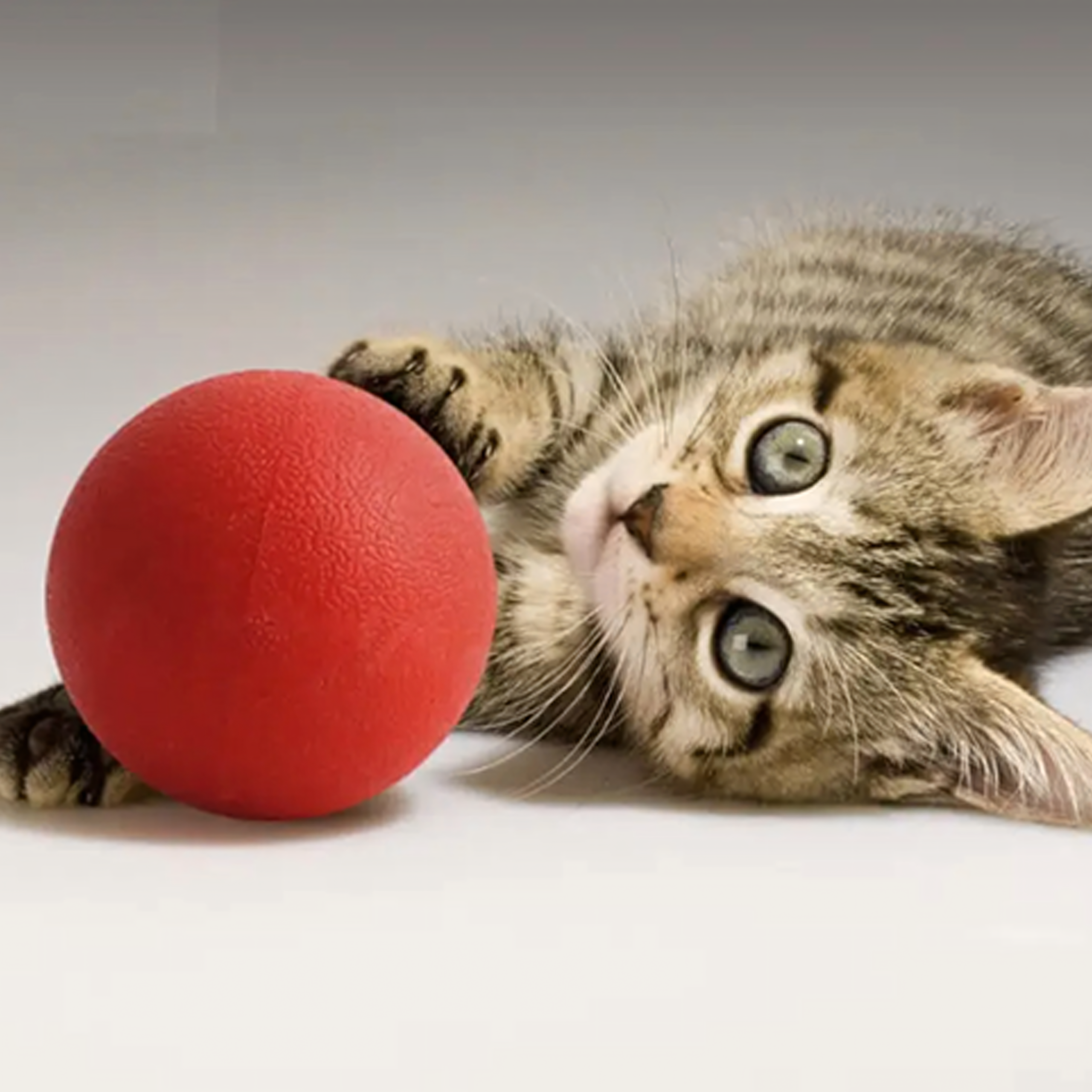 Piłka Zabawka dla Psa Psów Niezniszczalna Lana Wytrzymała do Zabawy 6 cm - obrazek 11