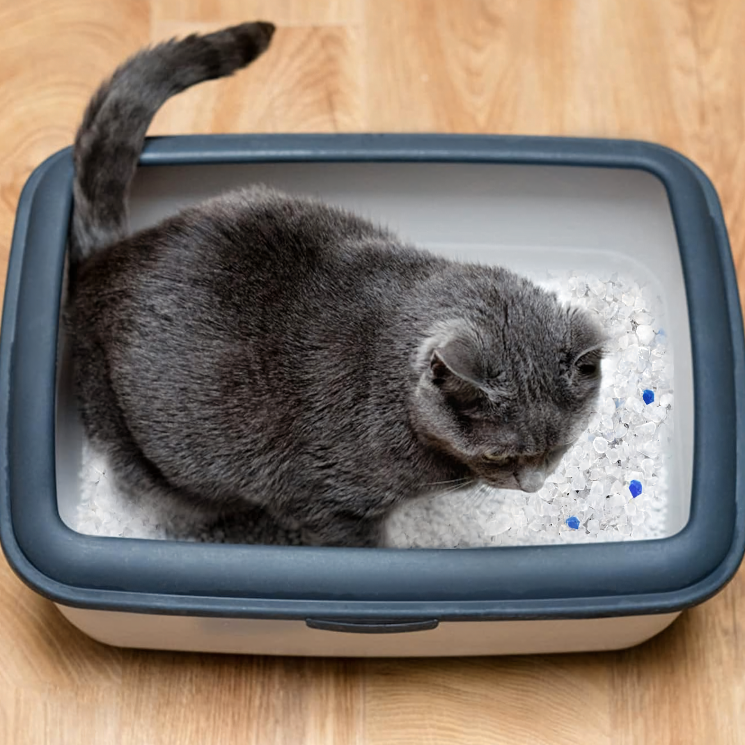 Żwirek Silikonowy dla Kota do Kuwety 1,5 kg Niezbrylający Bezpyłowy Wydajny - obrazek 8